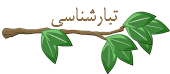 تبارشناسی آزادی